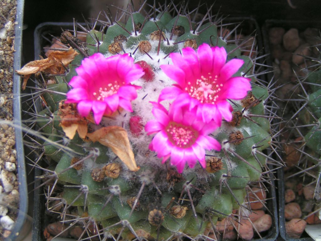 Mammillaria xochipilii, Repp 1709